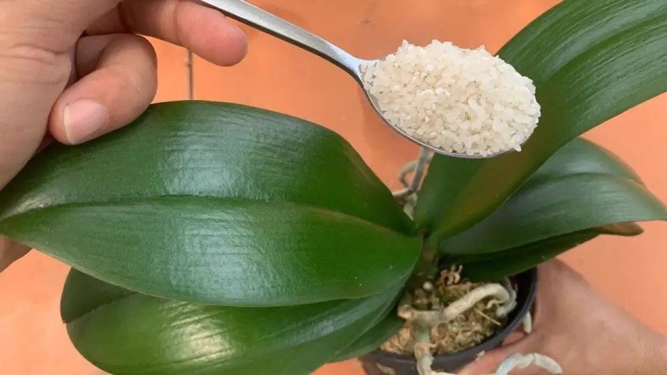 Quando não souber o que aflige a sua orquídea utilize esta nutrição