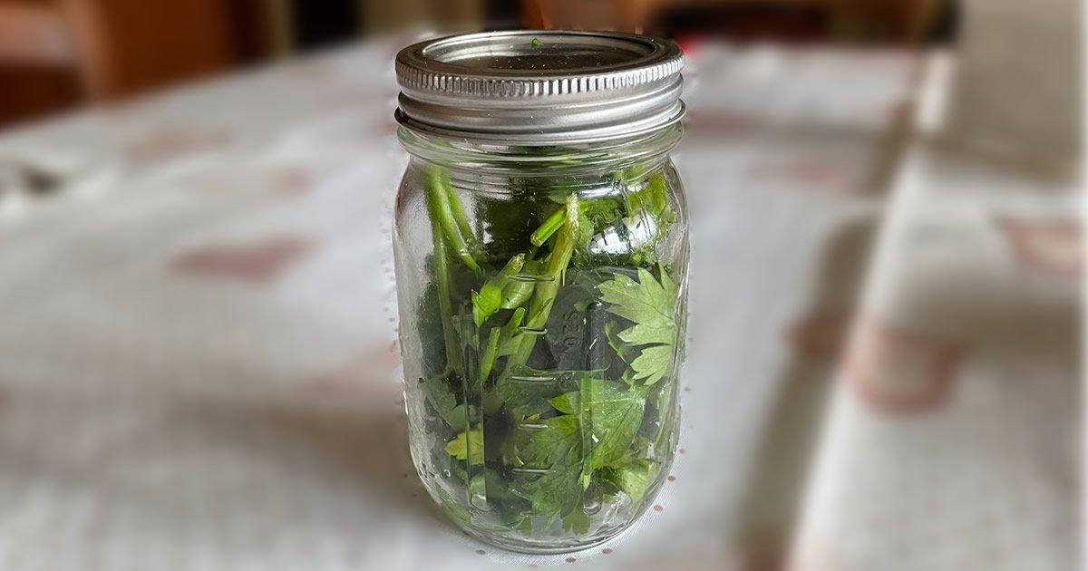 A melhor altura para colher salsa e como a armazenar para que dure ...