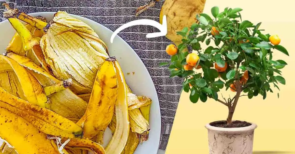 Esta imagem tem um texto alternativo em branco, o nome da imagem é image-19-1024x536.png