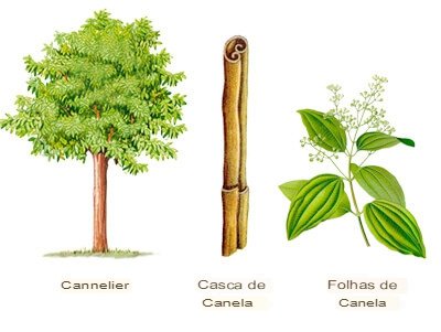 Como cultivar árvores de canela - Truques Da Vovozinha